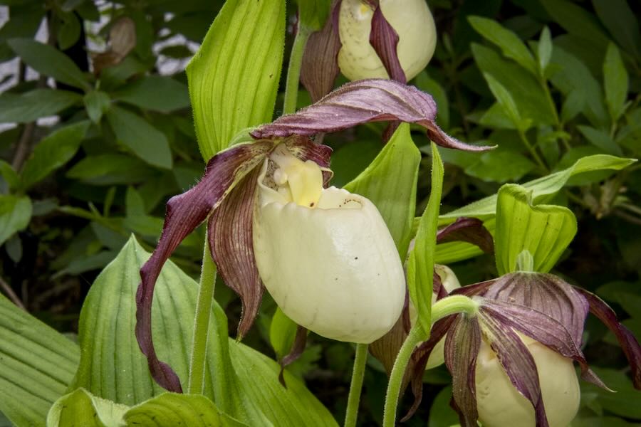 saving (and rising) native woman’s slipper orchids, with longwood’s peter zale