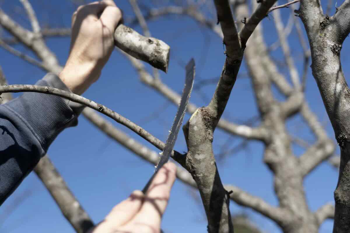 winter tree care, with basil camu of leaf & limb