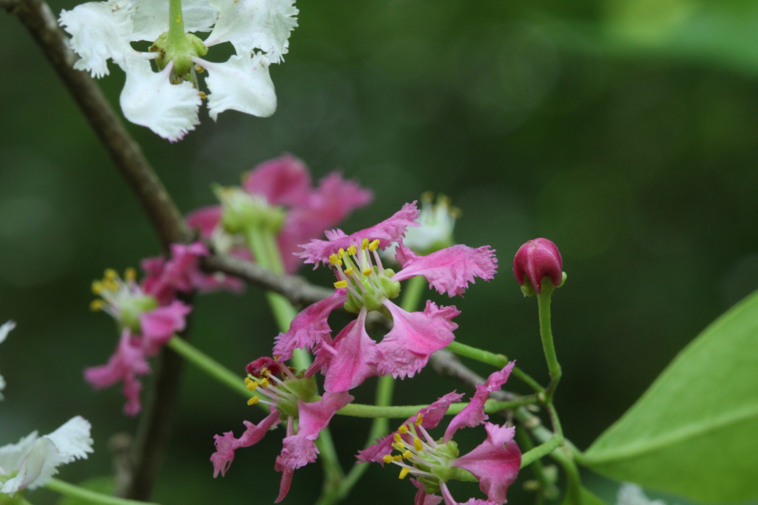 New species described by Missouri Botanical Backyard Scientists in 2023