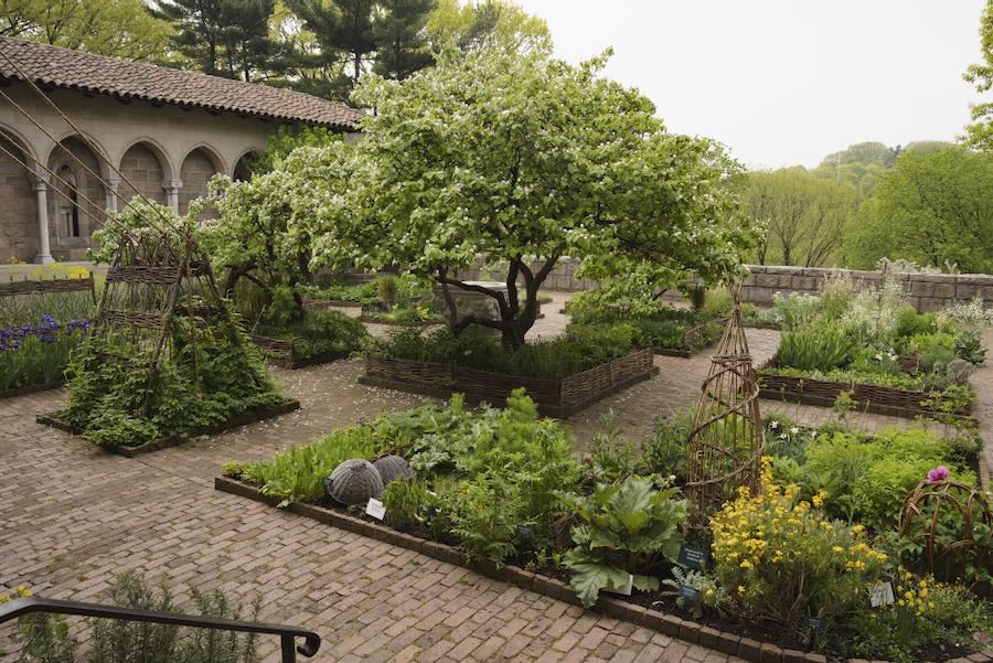 medieval herbs for right this moment’s gardens, with the cloisters’ carly nonetheless