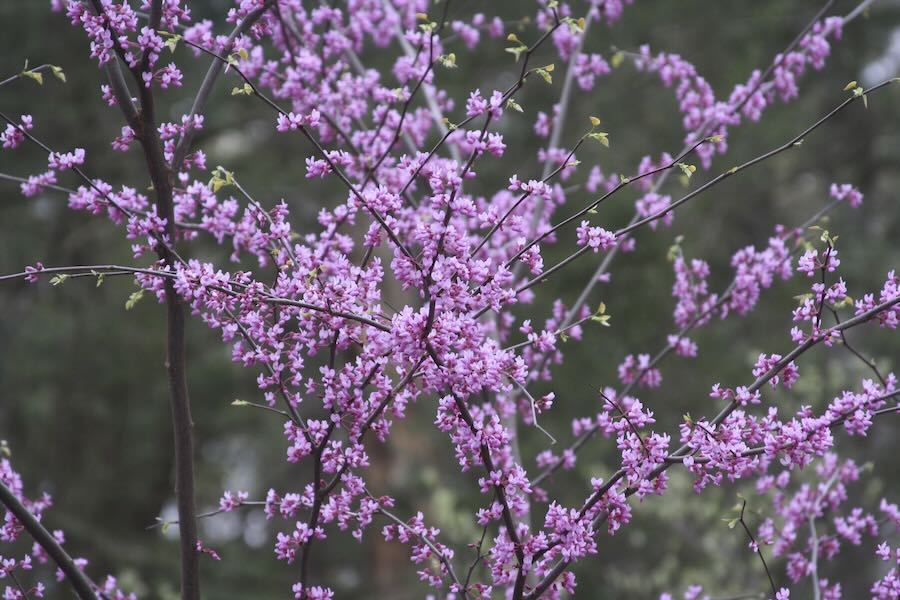 ‘bio-productive gardens,’ with tim johnson of native plant belief