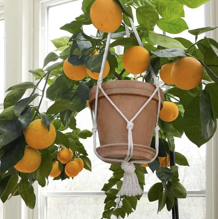 edible houseplants: rising citrus, with logees’ byron martin