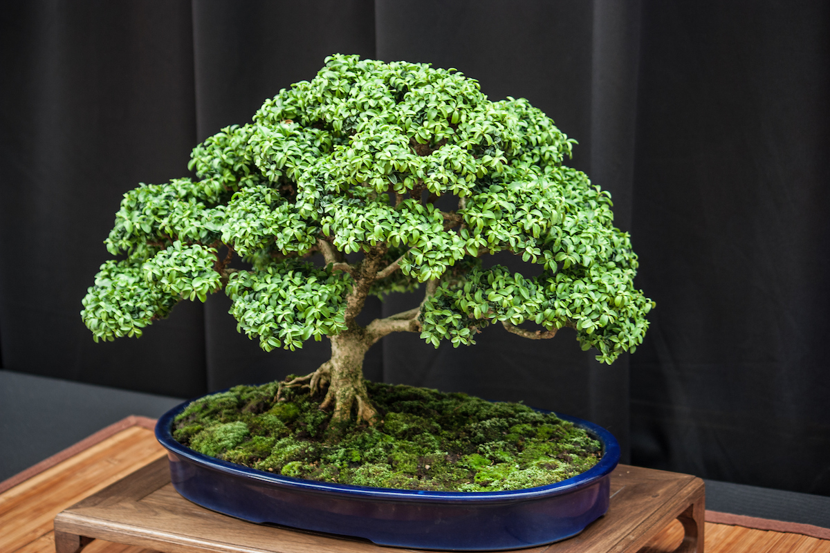 Bonsai for Newbies from the Missouri Botanical Backyard