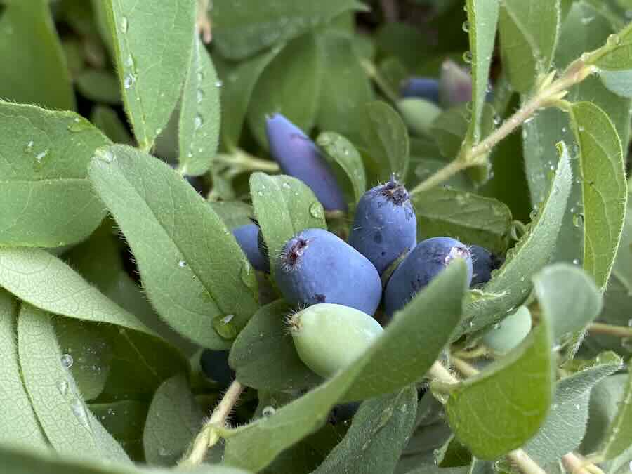 oddball fruits from across the globe, with hortus arboretum