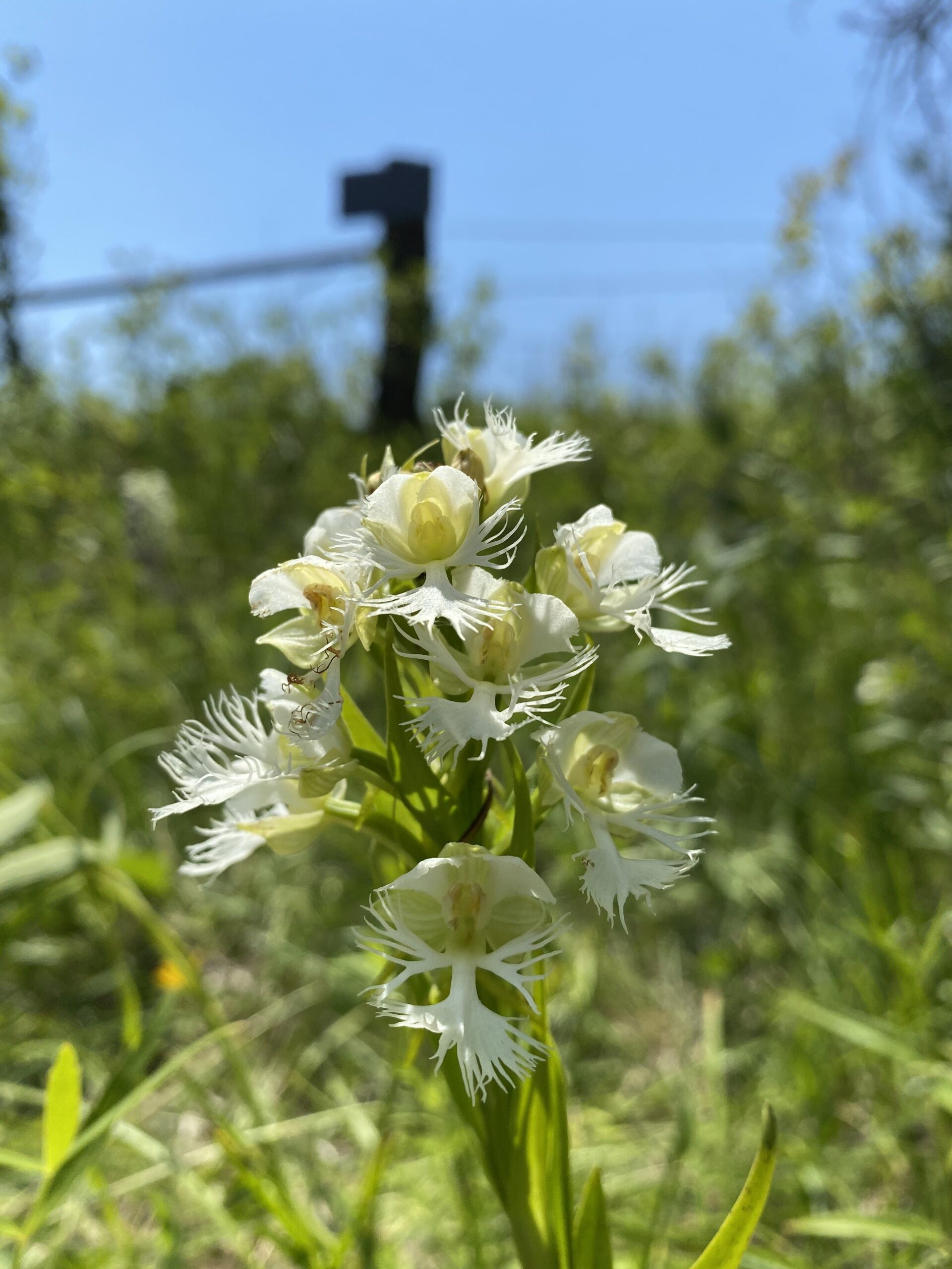 Defending Missouri’s Native Orchids – Uncover + Share