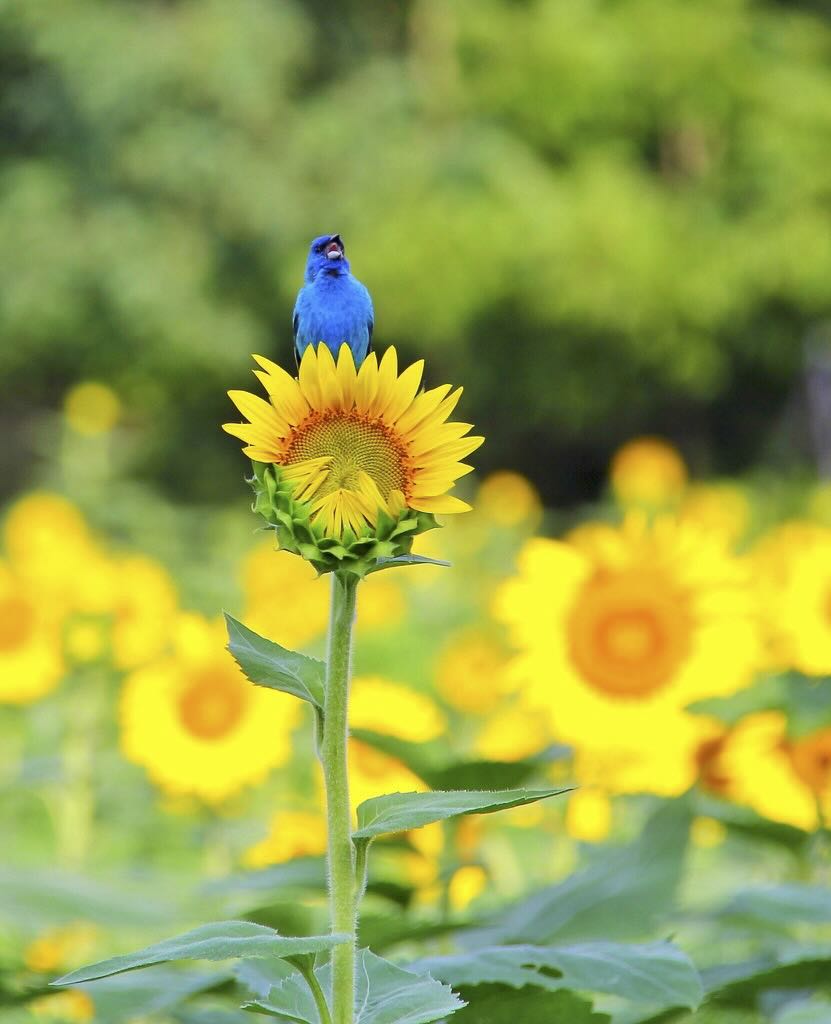 neonic risks, with the american hen conservancy’s hardy kern