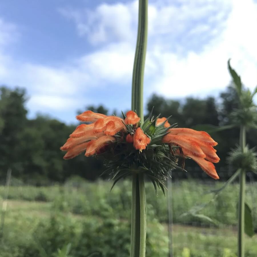 are you rising these herbs? you need to be. with ok greene of hudson valley seed