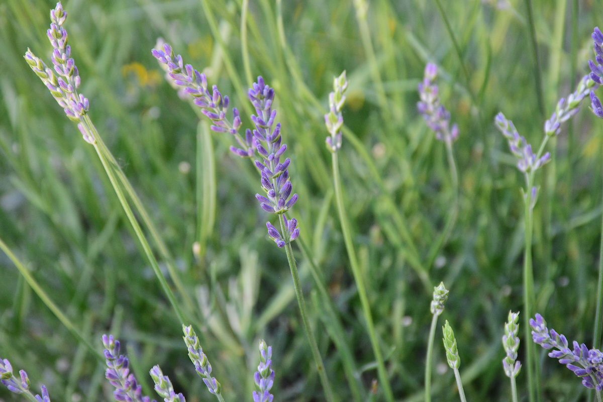 Crops That Can Symbolize LGBTQIA+ Pleasure