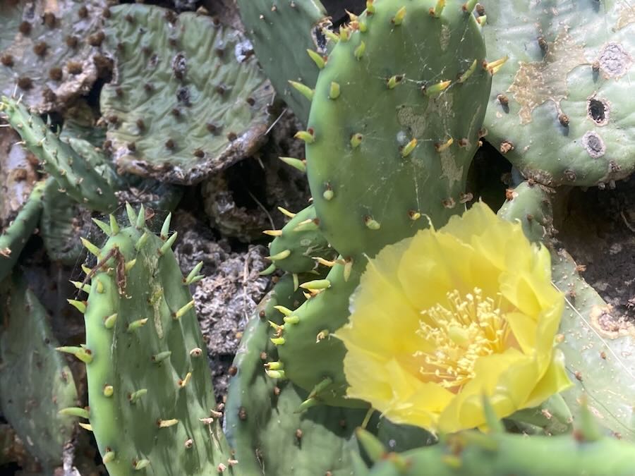 opuntia and different intriguing native-plant tales, with jared rosenbaum