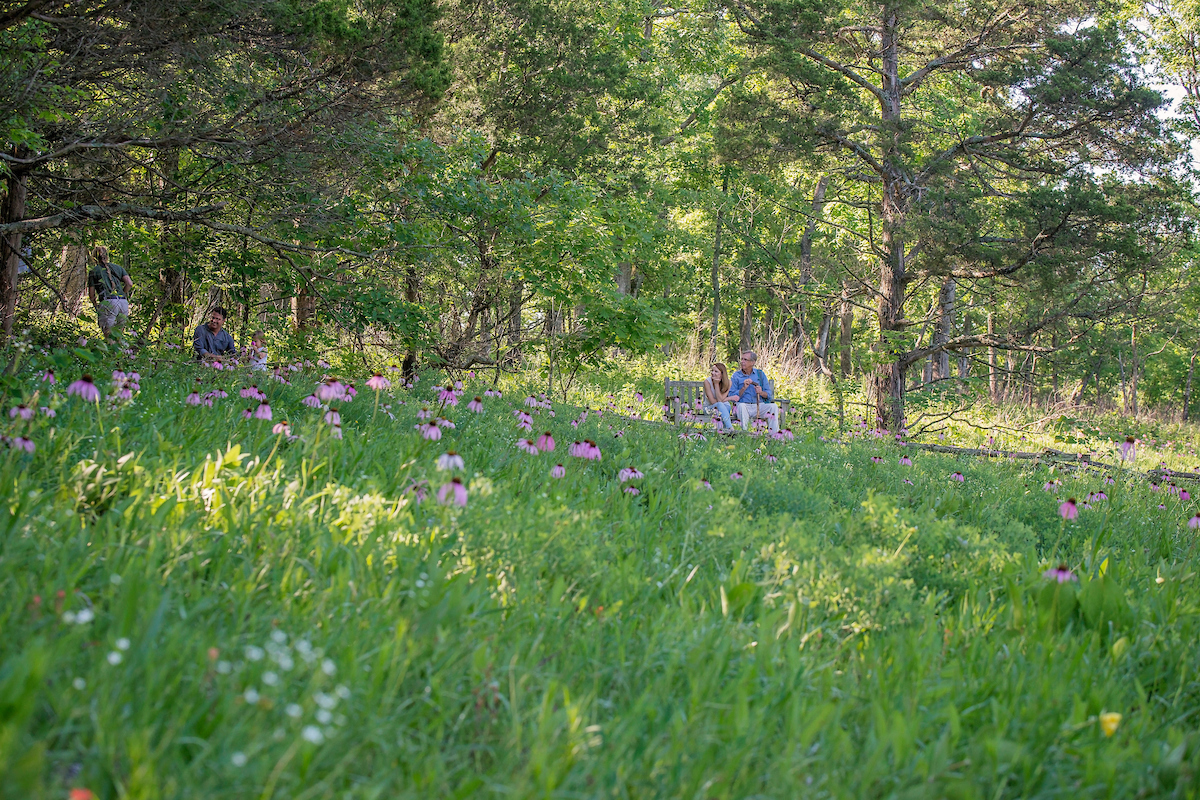 The Glades of Shaw Nature Reserve: A Coneflower Cornucopia