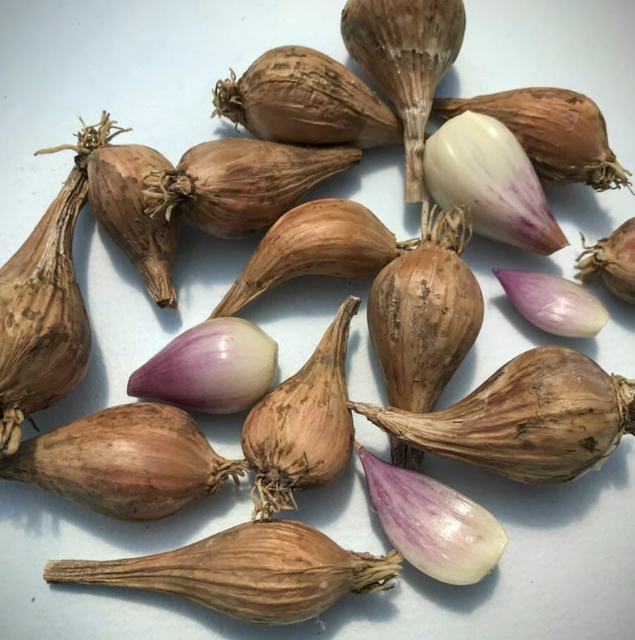 the best way to develop shallots (+ some late-season succession ideas), with okay greene