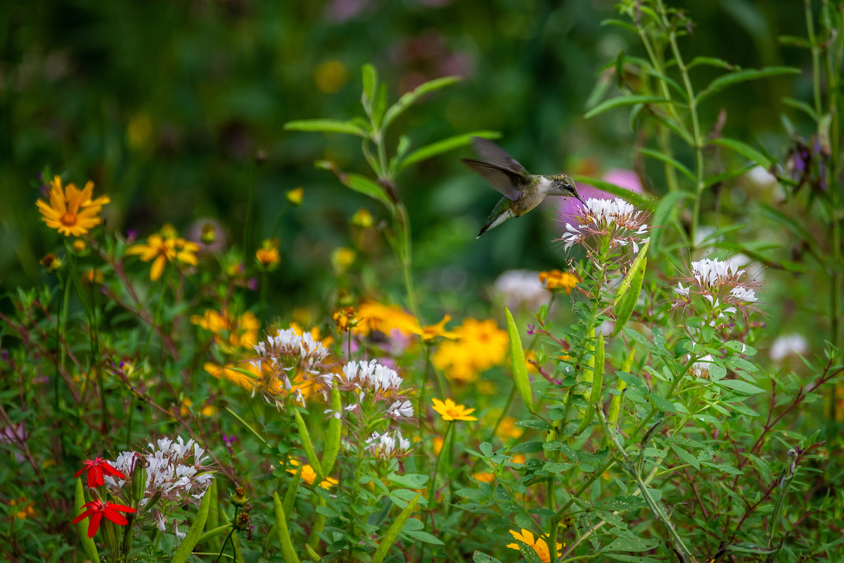 The following step within the native plant motion