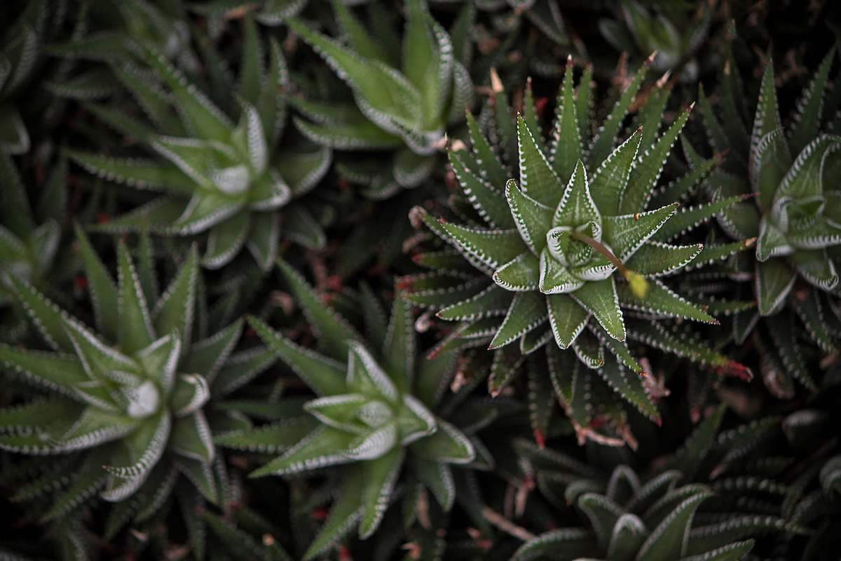 From houseplant novice to plant whisperer, this is a plant reward information for everybody in your vacation checklist