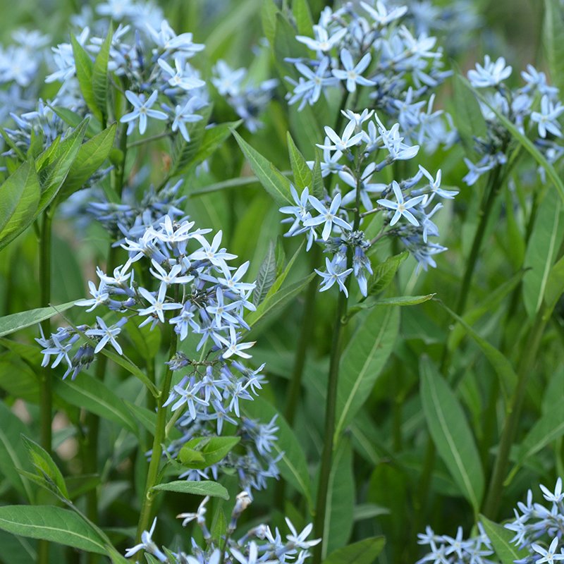 amsonias: reliable, stunning bluestars, with mt. cuba’s sam hoadley