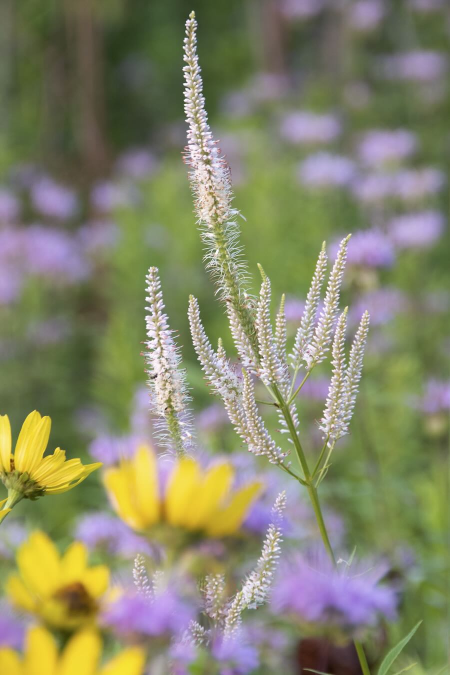 prairie and meadow plantings, succession and extra, with neil diboll