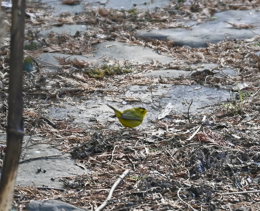 wintertime customer: a uncommon warbler