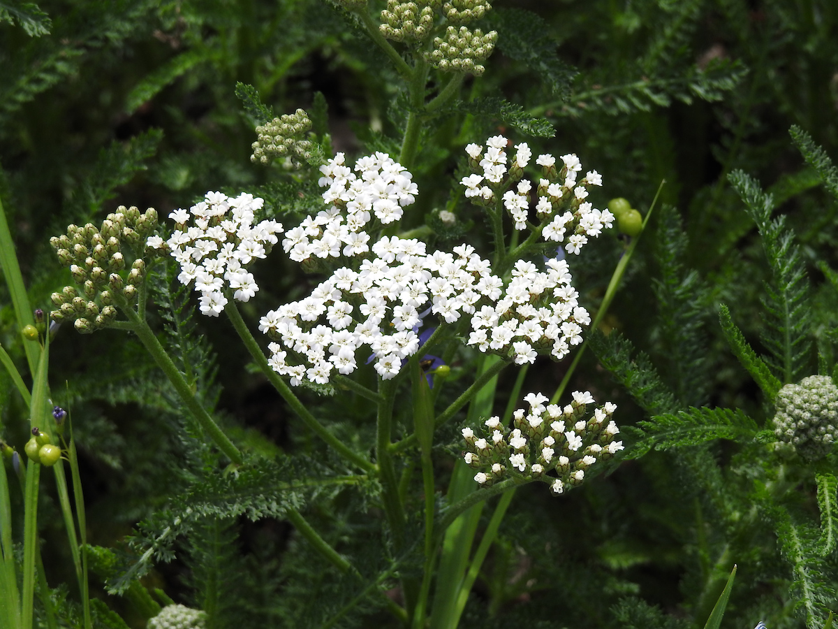 Yarrow (Achillea): The 2024 Herb of the 12 months