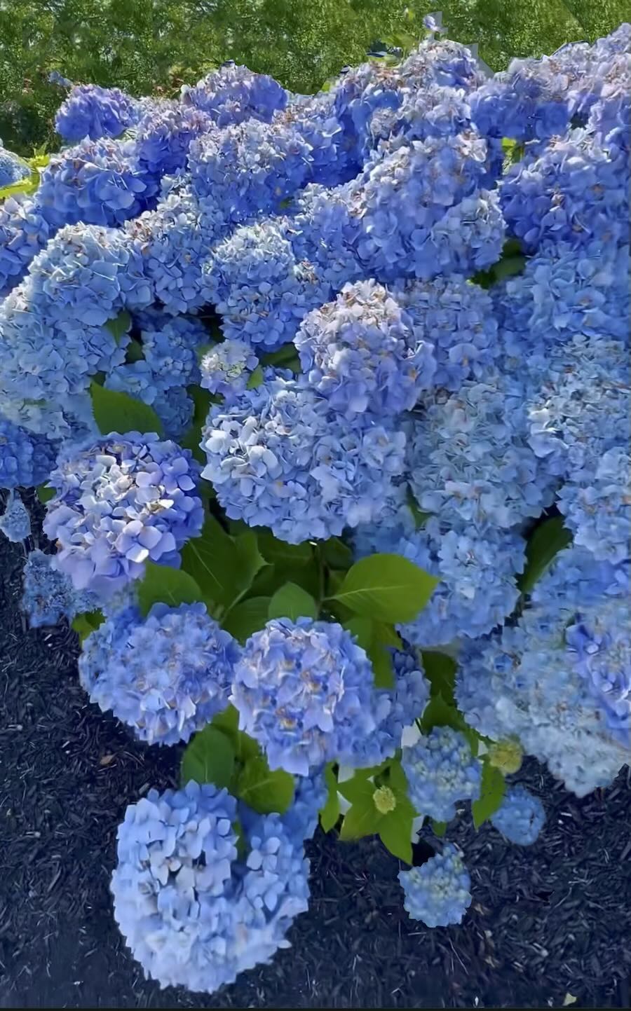 a bountiful hydrangea time, with ken druse