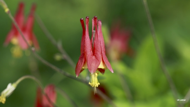 the state of the native-plant motion, with rebecca mcmackin