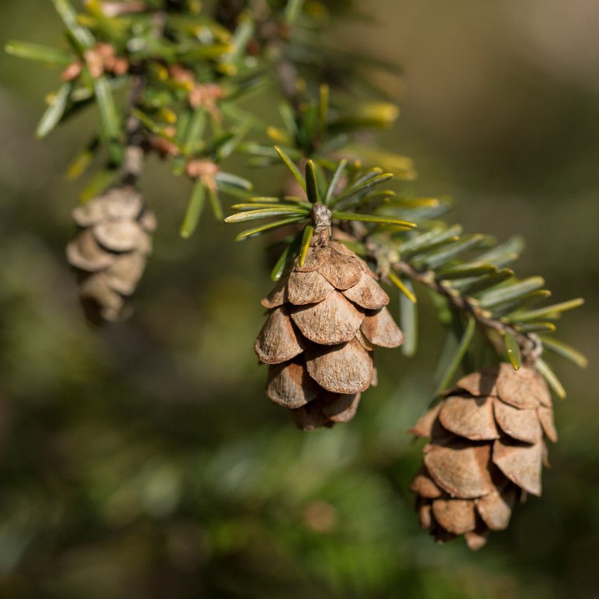 ecological resolutions, with uli lorimer of native plant belief