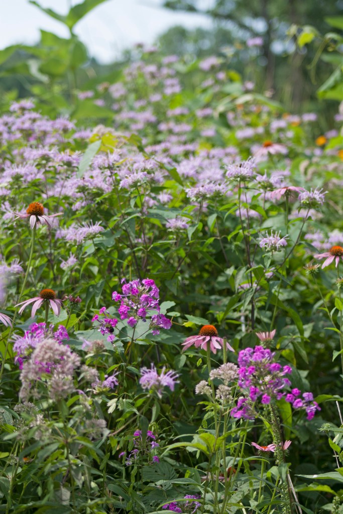 Why Select Native Vegetation When Gardening?