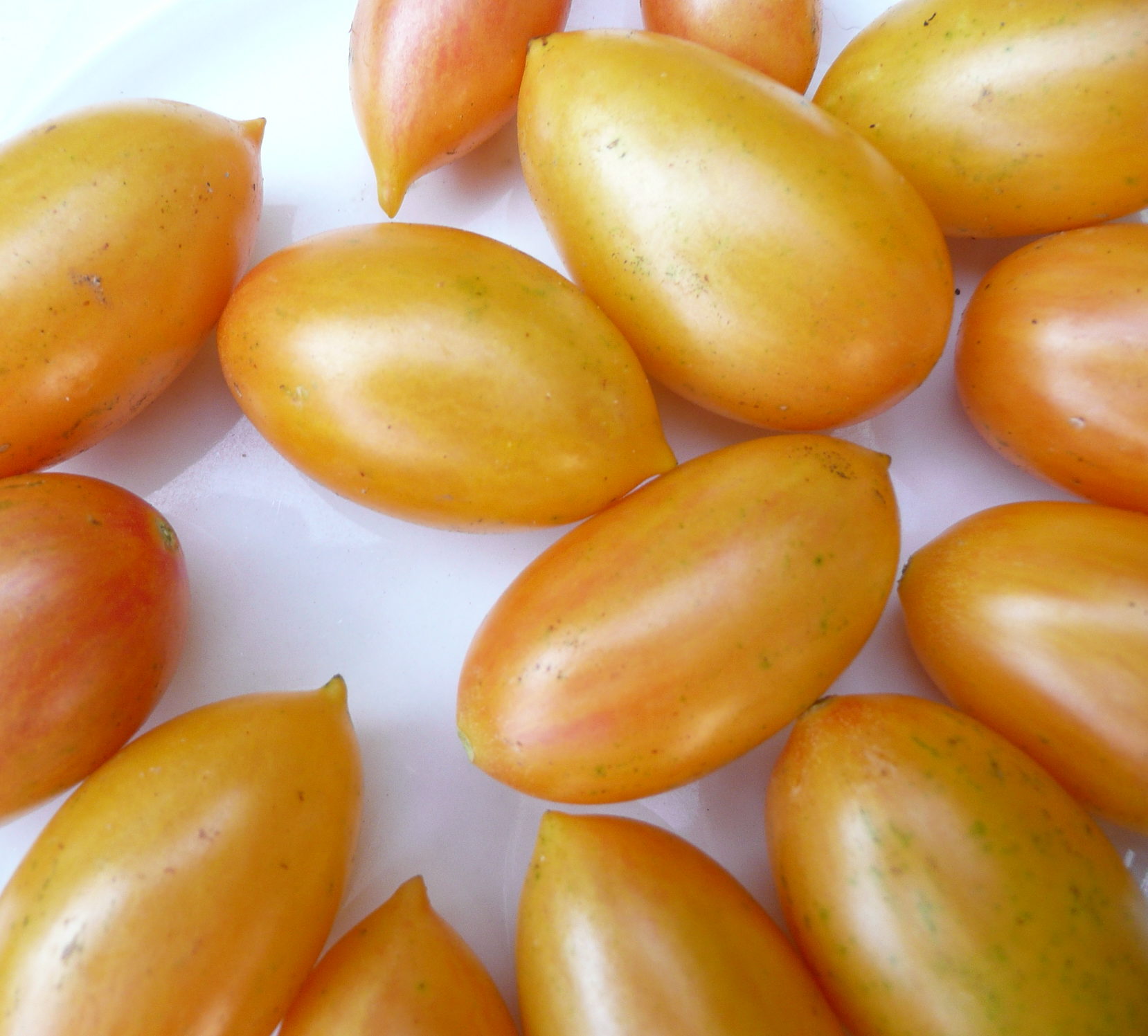 seed procuring, with lia babitch of turtle tree seed