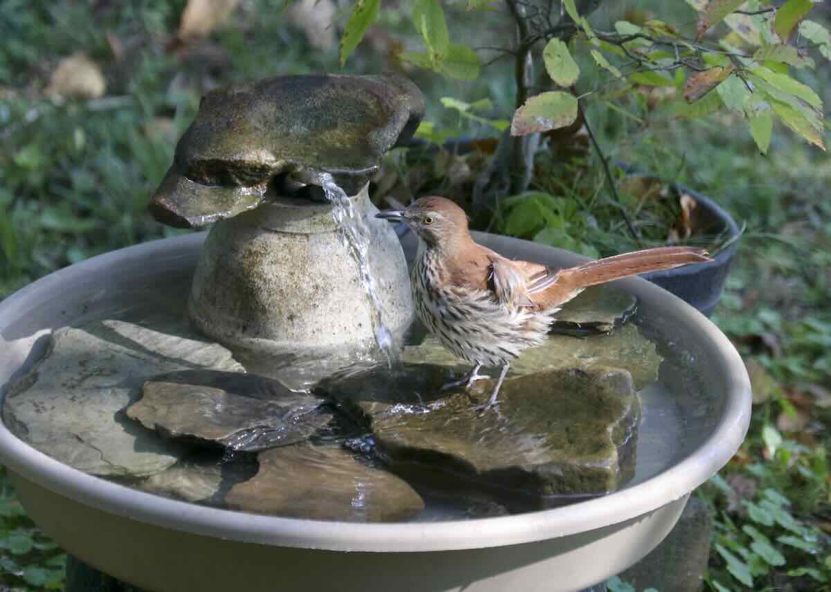 drought: the problem for gardeners, vegetation and wildlife, with julie zickefoose