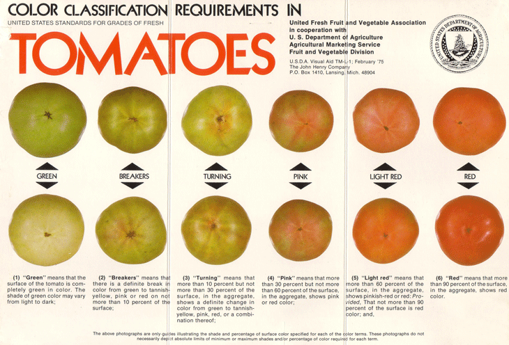 ripening tomatoes—and saving seed, with craig lehoullier